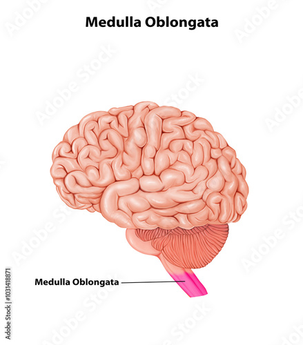 Medulla Oblongata Medical human Brain anatomy illustration
