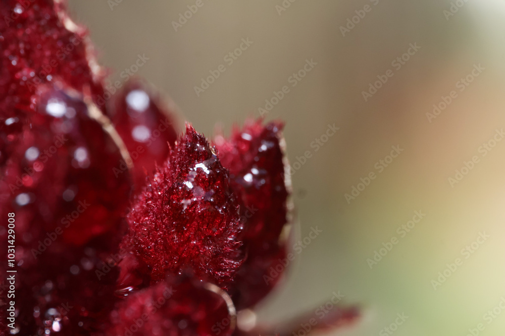 close up of red kangaroo paw flower and raindrops close up of red kangaroo paw flower and raindrops
