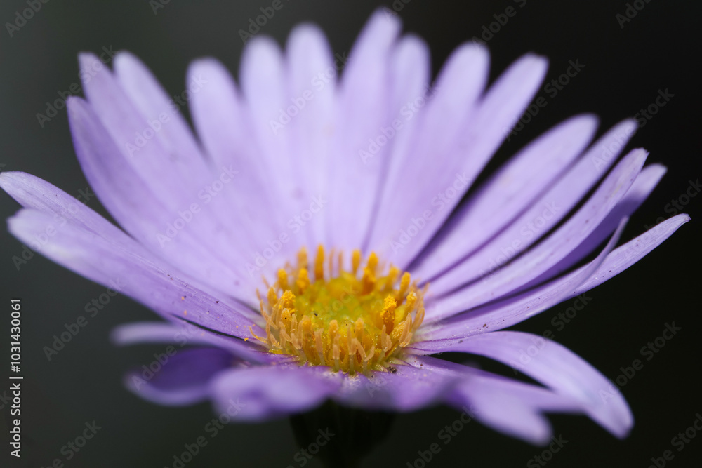 Obraz premium purple brachyscome daisy macro