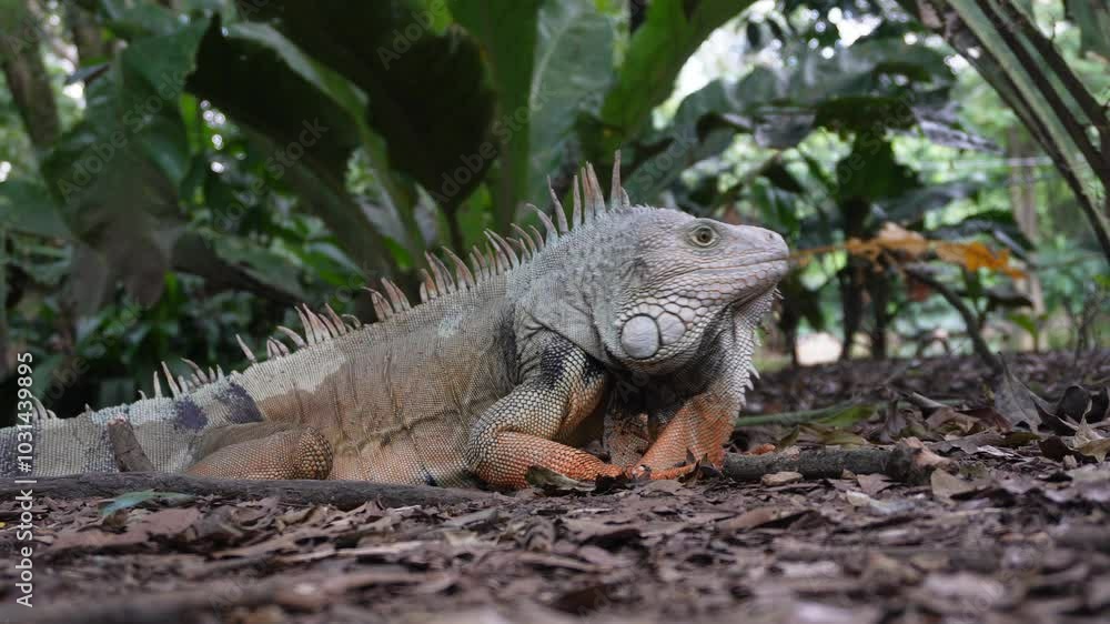 Iguana walking in forest at the daytime with green plants in the background Iguana walking in forest at the daytime with green plants in the background