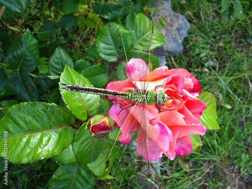 Anax empereur posé sur une rose photo