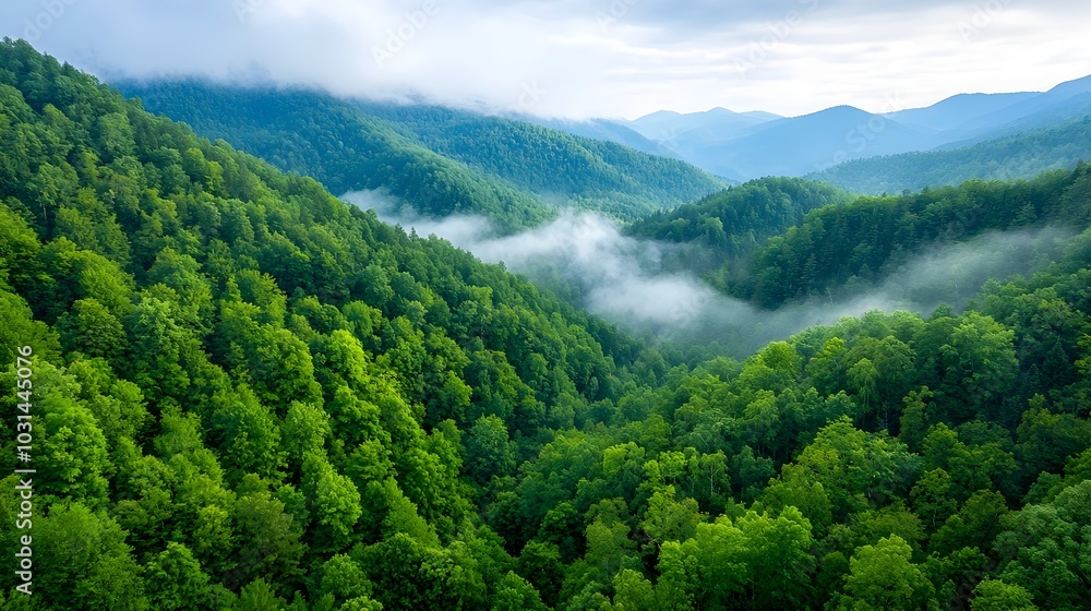 Breathtaking aerial view of a dense verdant forest canopy filled with a variety of green tree leaves and foliage shades creating a serene natural landscape Breathtaking aerial view of a dense verdant forest canopy filled with a variety of green tree leaves and foliage shades creating a serene natural landscape