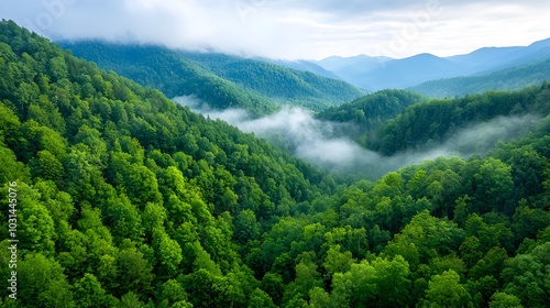 Breathtaking aerial view of a dense verdant forest canopy filled with a variety of green tree leaves and foliage shades creating a serene natural landscape