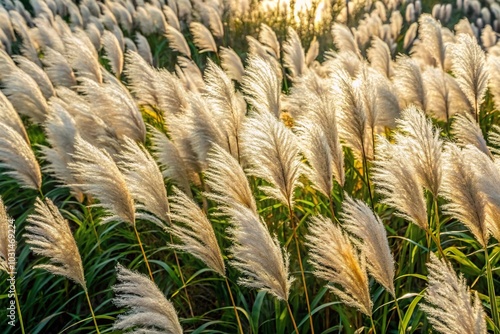 Detail of leaves and flowers of giant miscanthus miscanthus x giganteus with pampa reed and blue sky in aerial view photo