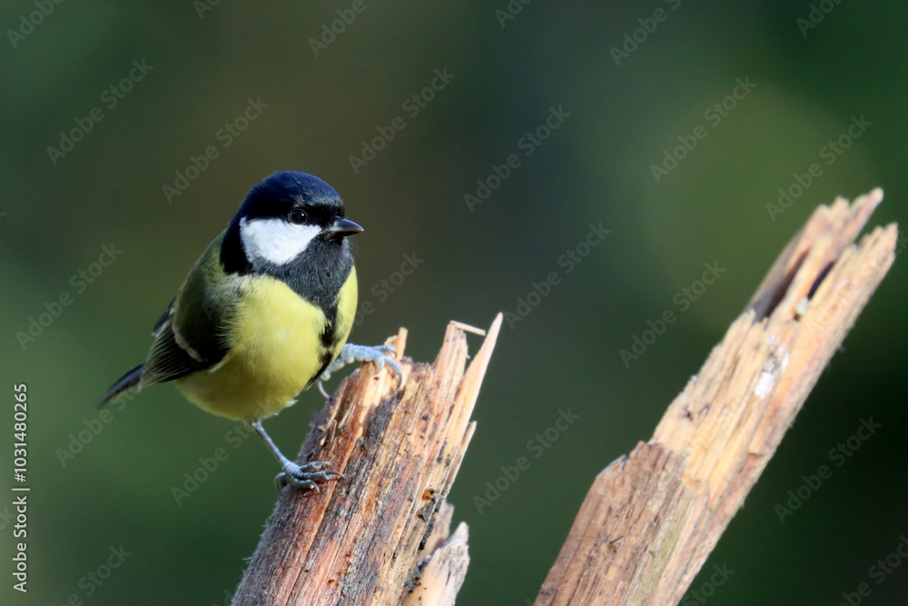 Obraz premium Great tit