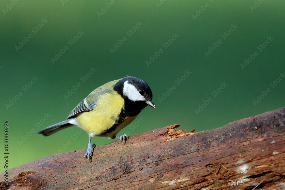 Naklejka premium Great tit