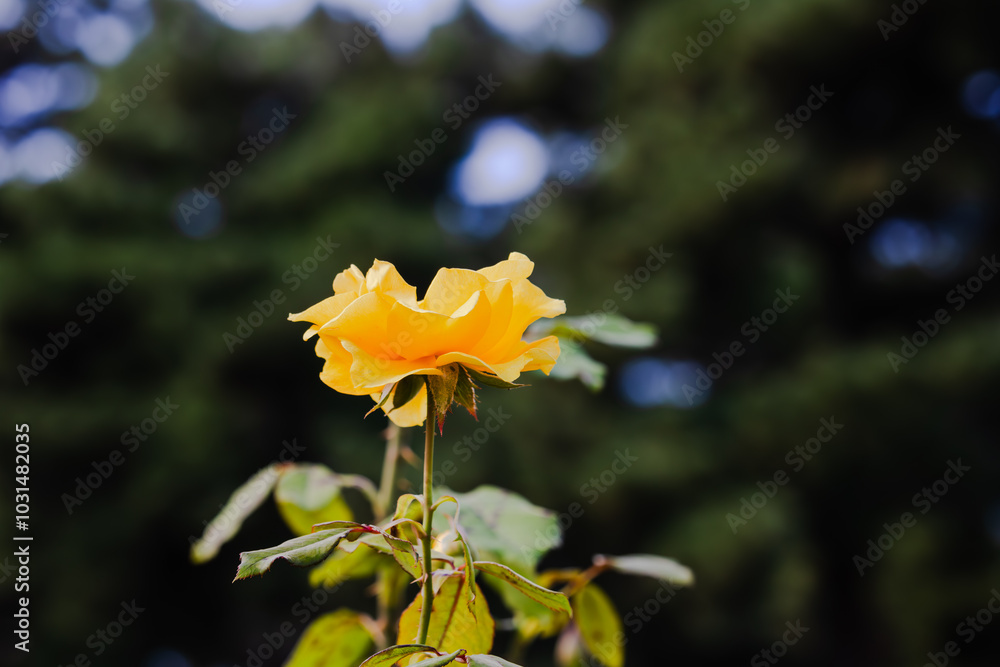 Obraz premium 前橋バラ園 秋の薔薇の花