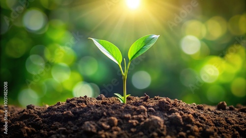 Fresh plant shoot growing in fertile soil