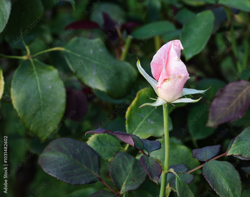 前橋バラ園 秋の薔薇の花 前橋バラ園 秋の薔薇の花