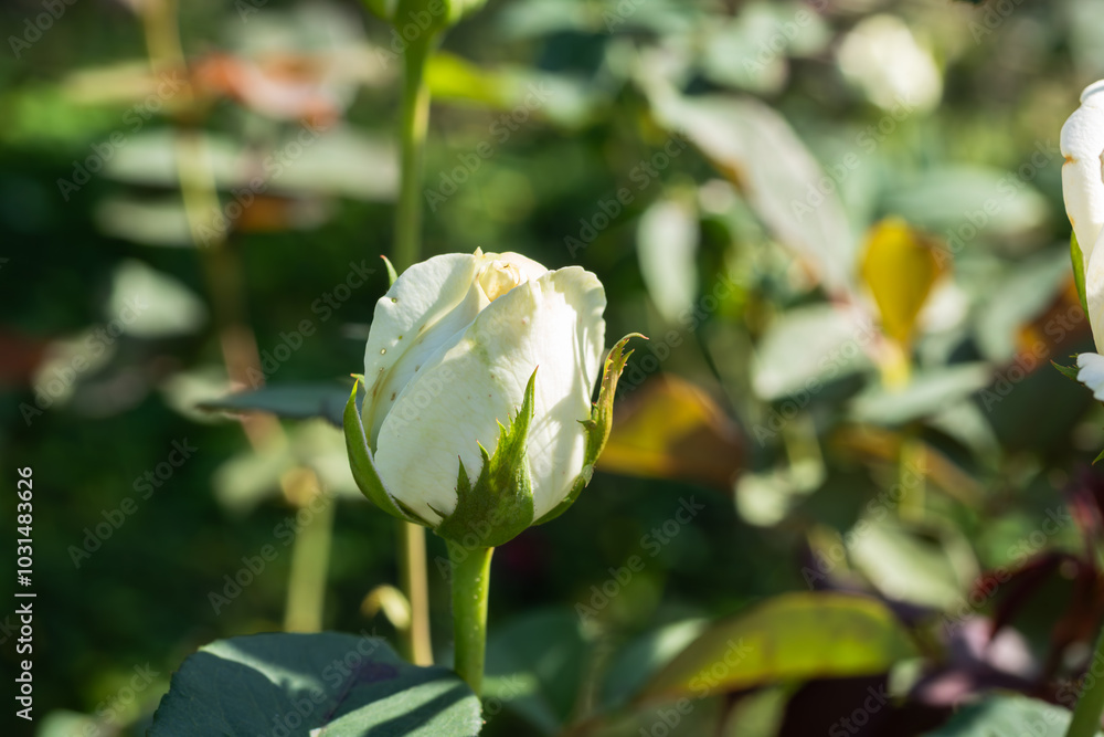 前橋バラ園　秋の薔薇の花