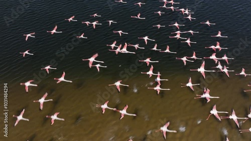 Aerial drone view of some flamingos flying in a lake in Namibia, Africa