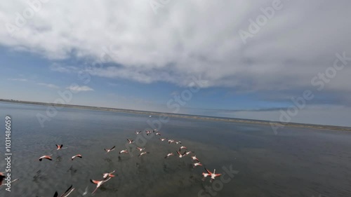 Aerial view with FPV drone of some flamingos flying in a lake in Namibia, Africa