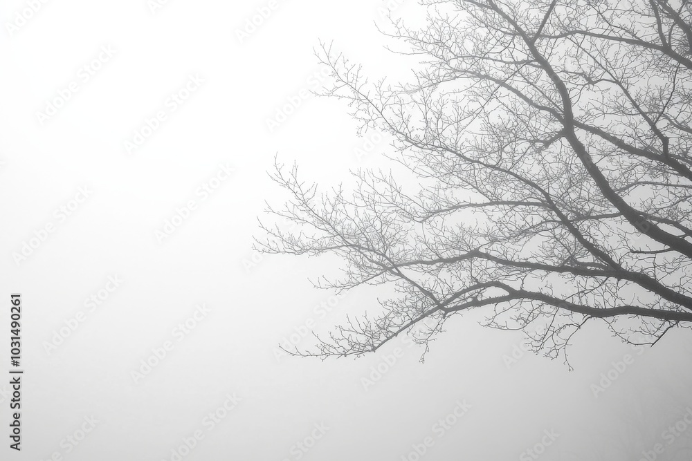 Thick White Fog Background in Nature Thick White Fog Background in Nature