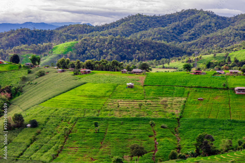 Obraz premium The close background of the green rice fields, the seedlings that are growing, are seen in rural areas as the main occupation of rice farmers who grow rice for sale or living.