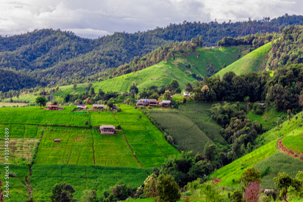 Naklejka premium The close background of the green rice fields, the seedlings that are growing, are seen in rural areas as the main occupation of rice farmers who grow rice for sale or living.