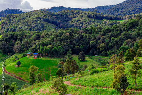 The close background of the green rice fields, the seedlings that are growing, are seen in rural areas as the main occupation of rice farmers who grow rice for sale or living.