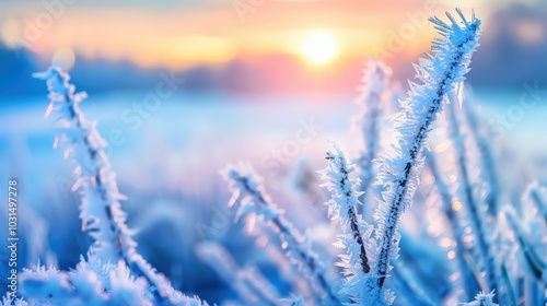 Frosty Morning with Glowing Sunlight and Blue Tones