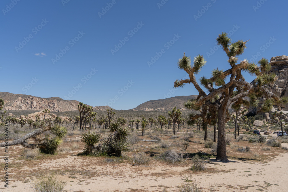 Joshua Trees in a Desert, Joshua Tree National Park, USA, California Joshua Trees in a Desert, Joshua Tree National Park, USA, California