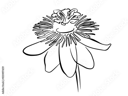 passion flower line exotic flowers and leaves bouquet. Passion flower (Passiflora incarnata), medicinal plant.
Passion flower vector line botanical illustration on white background. Coloring page