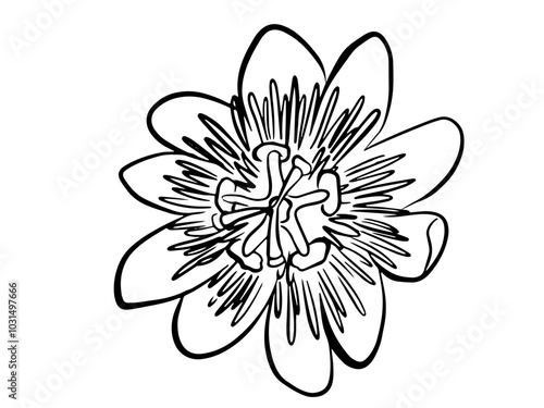 passion flower line exotic flowers and leaves bouquet. Passion flower (Passiflora incarnata), medicinal plant.
Passion flower vector line botanical illustration on white background. Coloring page