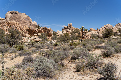 Joshua Trees in a Desert, Joshua Tree National Park, USA, California