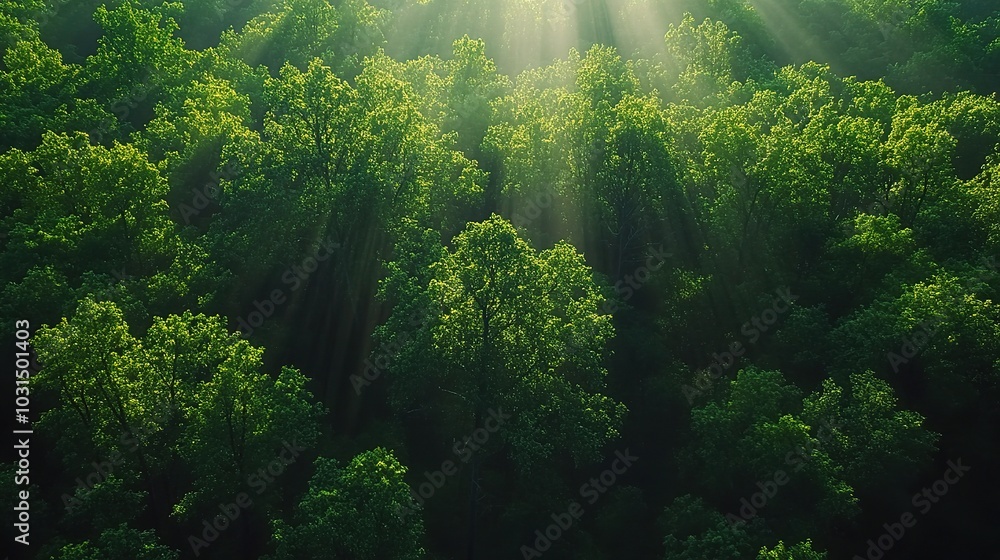 Obraz premium Lush Green Forest with Sunlight Streaming Through Trees