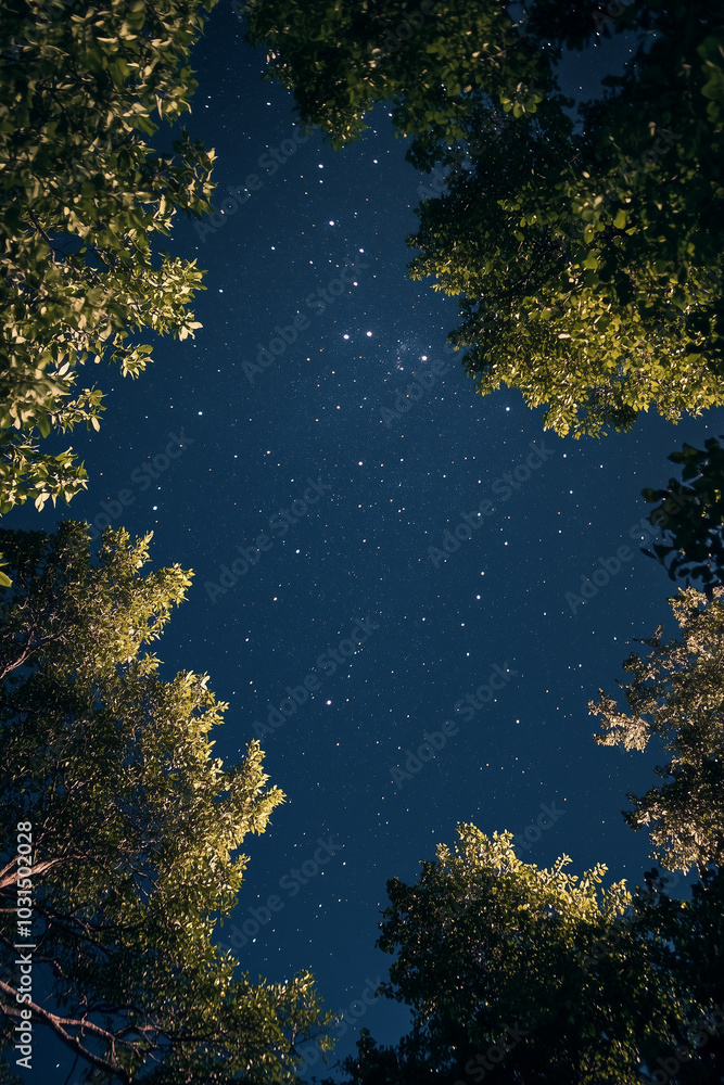 Trees Under a Starry Night Sky. Trees Under a Starry Night Sky.