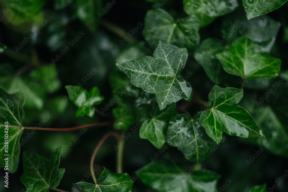 Close-up of vibrant green ivy leaves with water droplets in a lush garden setting Close-up of vibrant green ivy leaves with water droplets in a lush garden setting