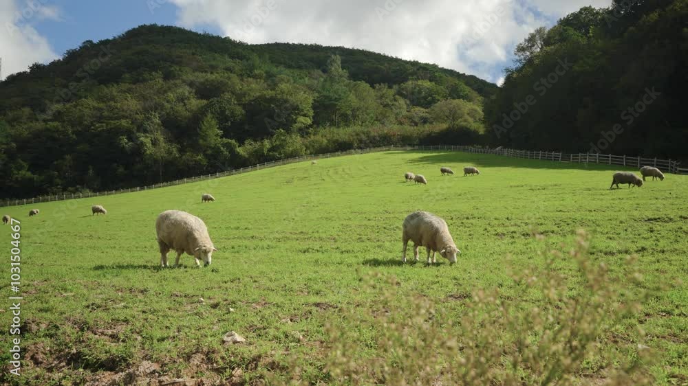 Flock of Merino Sheep Scattered on Spacious Mountain Field Peacefully Grazing Green Grass on Sunny Day, Few Lambs in Foreground and Many in Background Flock of Merino Sheep Scattered on Spacious Mountain Field Peacefully Grazing Green Grass on Sunny Day, Few Lambs in Foreground and Many in Background