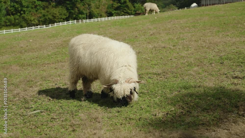 One Valais Blacknose Breed Sheep Grazing Grass in Vast Ranch Yard - slow motion One Valais Blacknose Breed Sheep Grazing Grass in Vast Ranch Yard - slow motion