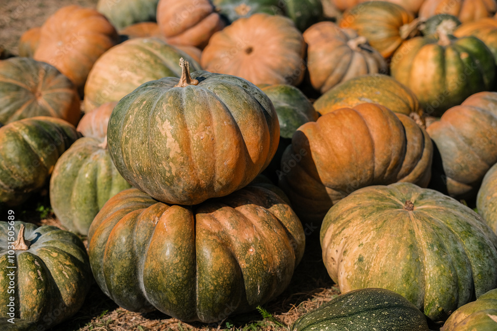 Clusters of harvest pumpkins in a vibrant field during autumn, showcasing their rich colors and shapes Clusters of harvest pumpkins in a vibrant field during autumn, showcasing their rich colors and shapes