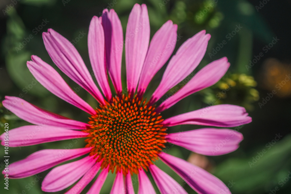 Vibrant pink daisy flower blooms in a garden under bright sunlight during springtime Vibrant pink daisy flower blooms in a garden under bright sunlight during springtime