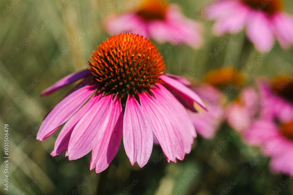A close-up of a vibrant pink echinacea flower blooming during the summer in a sunny meadow A close-up of a vibrant pink echinacea flower blooming during the summer in a sunny meadow