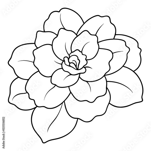 Begonia line art vector illustration 