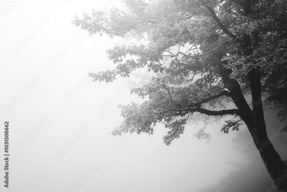 Obraz premium Thick White Fog in Nature Background