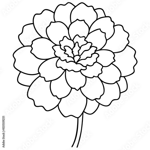 Marigold line art vector illustration 