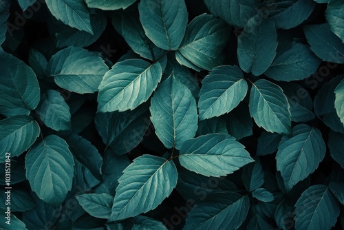 Close-up of Lush Green Leaves