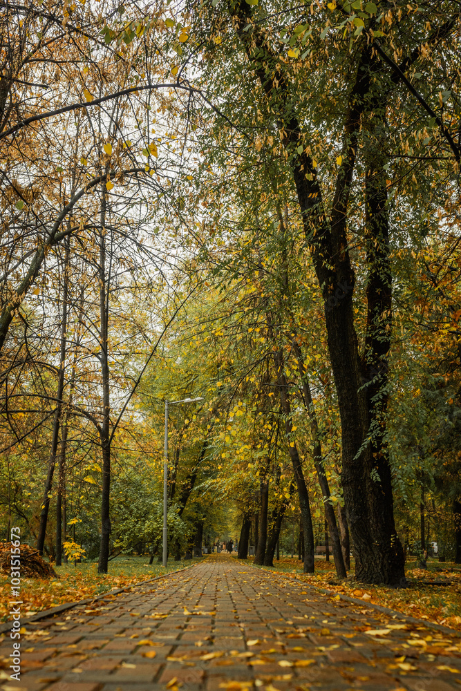 Obraz premium Autumn