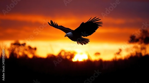 A bald eagle in flight silhouetted against a fiery sunset.