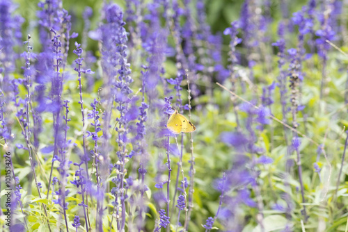 サルビアの花にとまるモンキチョウ