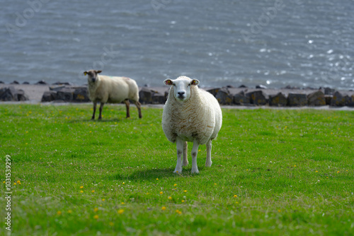 The sheep in the verdant meadows. Sheep on an farm. Sheep eating grass on a field. Sheep grazing in an alpine meadow.