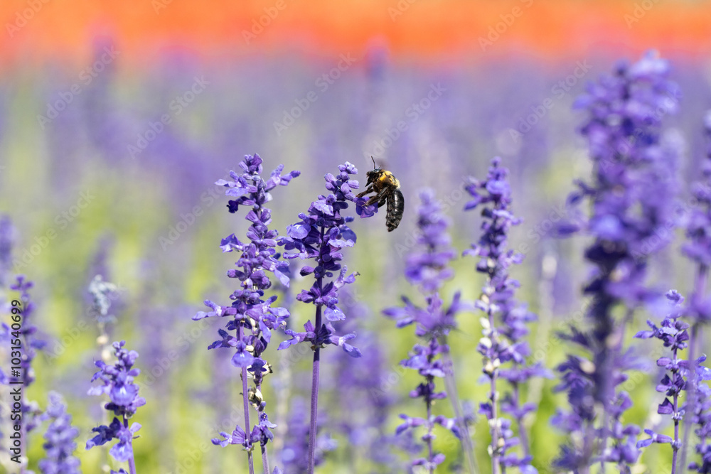 Obraz premium サルビアの花の蜜を吸うクマバチ