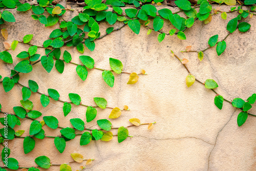 A wall covered in green vines. The vines are growing up the wall and are reaching out to the sky photo