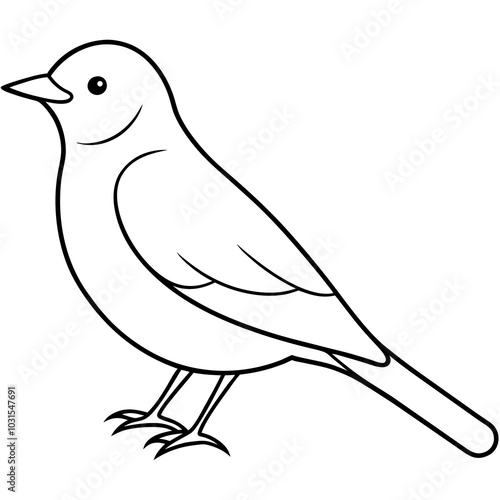 Western bluebird line art vector illustration 