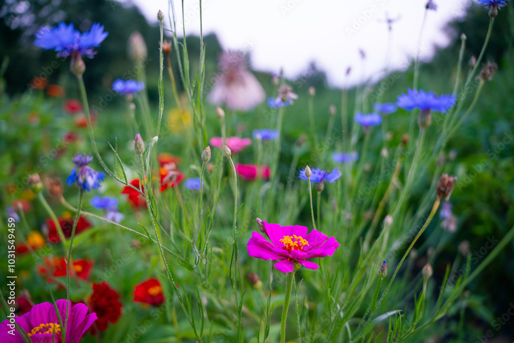 Fototapeta premium purple flowers in the field