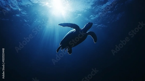 Divers encountering a sea turtle during a night dive around Koh Tao, their underwater lights casting a soft glow on the majestic creature swimming peacefully.