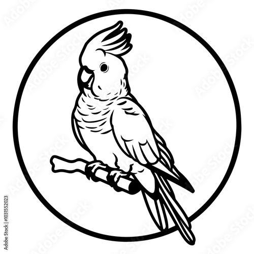 Cockatoo