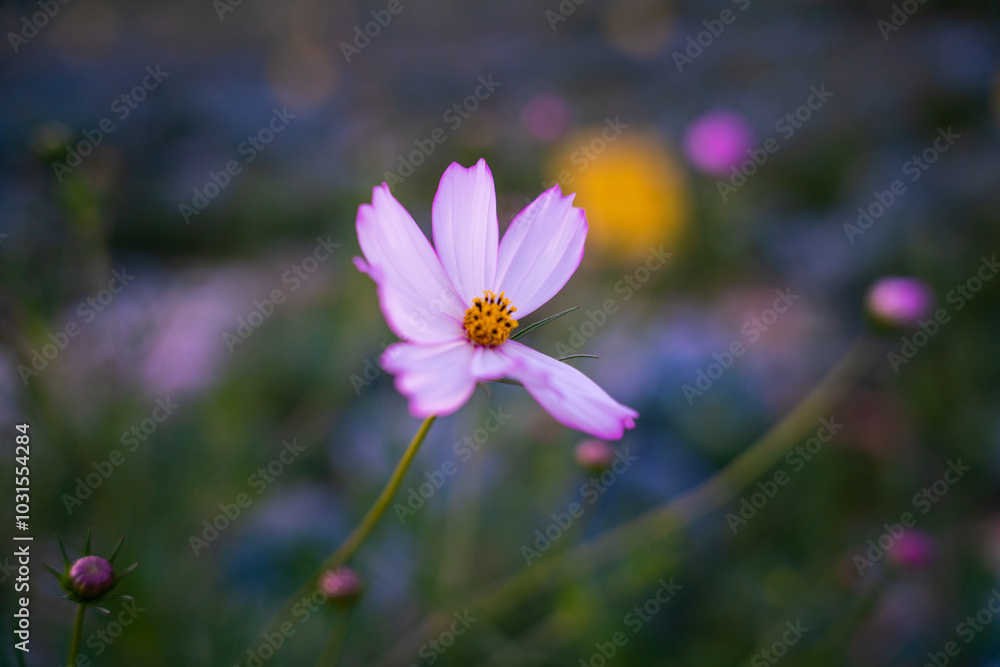 Fototapeta premium cosmos flower in the field