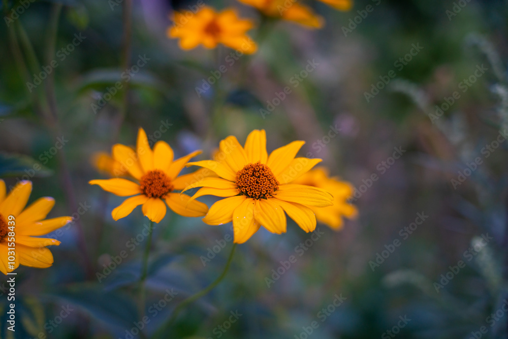 Obraz premium yellow flowers in the garden