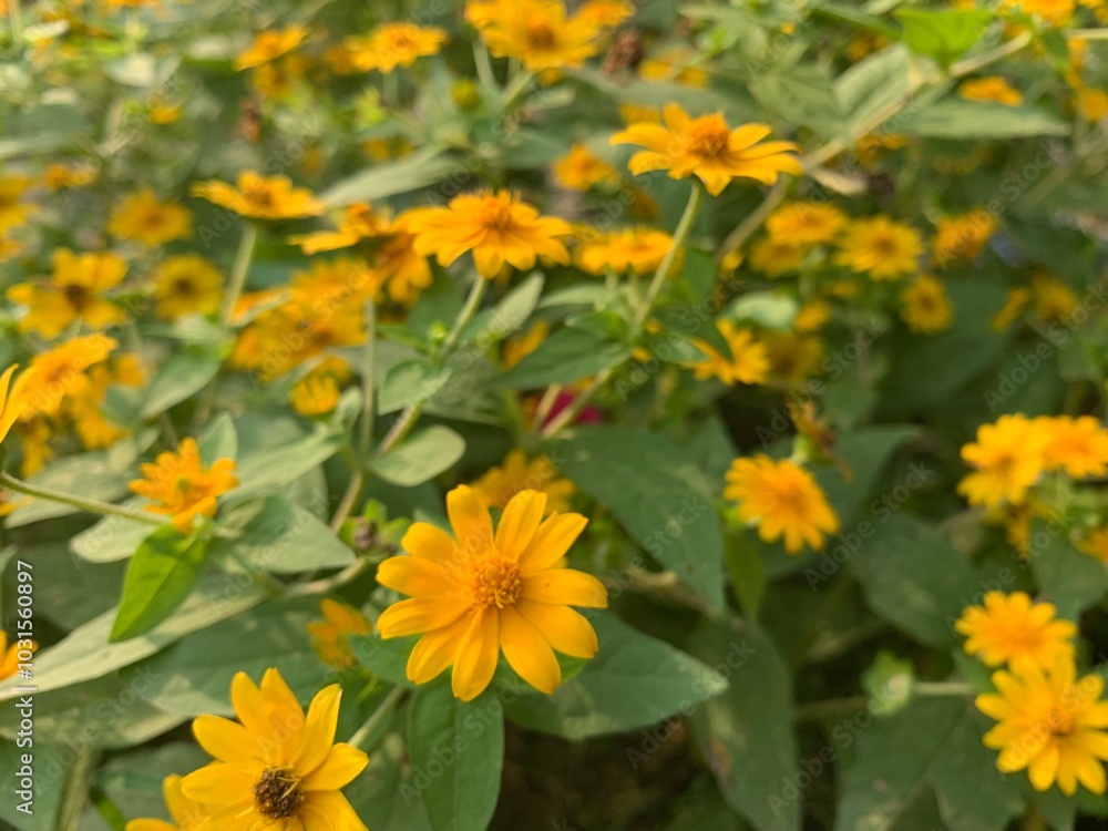 yellow flowers in the garden yellow flowers in the garden